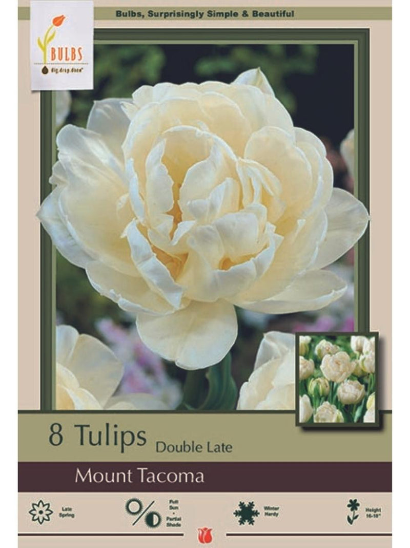 Tulip 'Mount Tacoma' - Bulb Pack