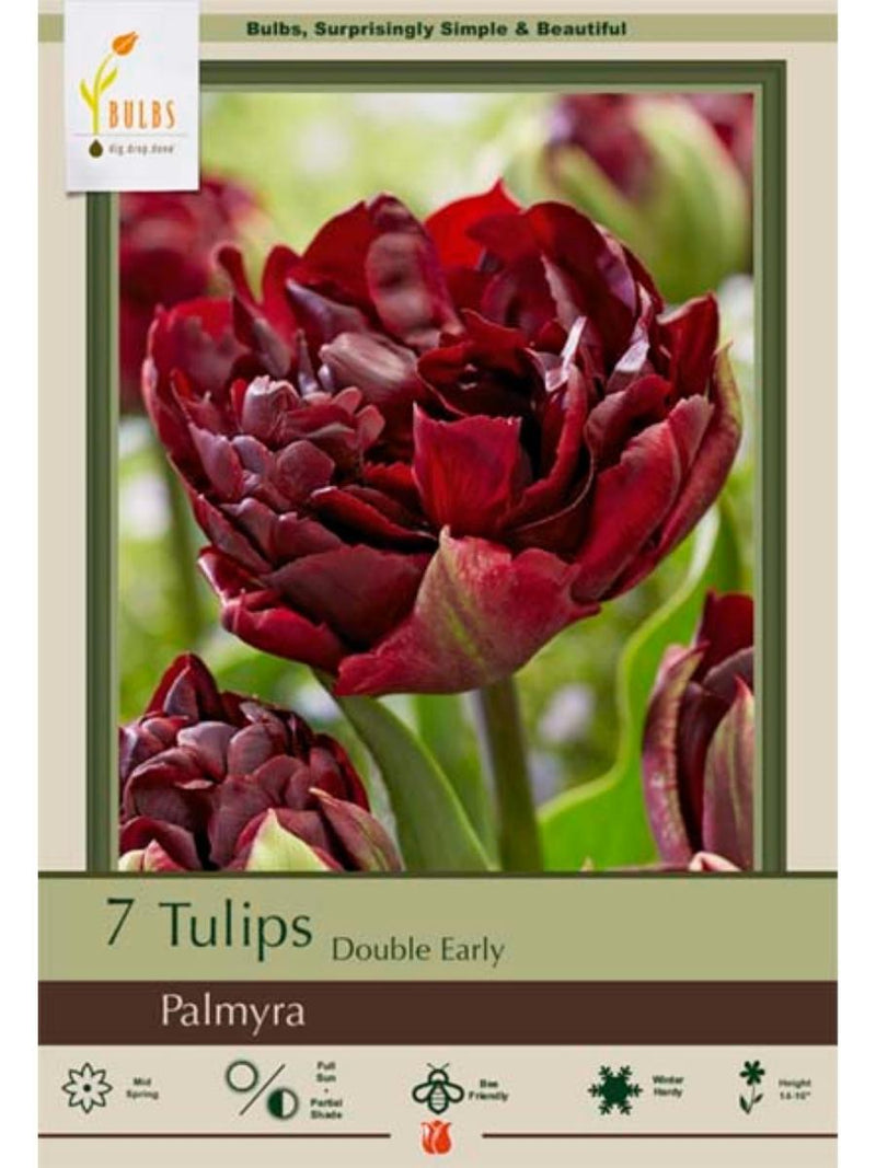 Tulip 'Palmyra' - Bulb Pack