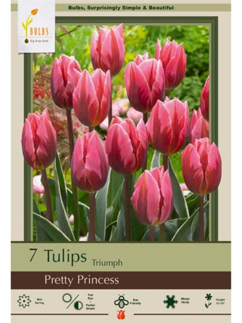 Tulip 'Pretty Princess' - Bulb Pack