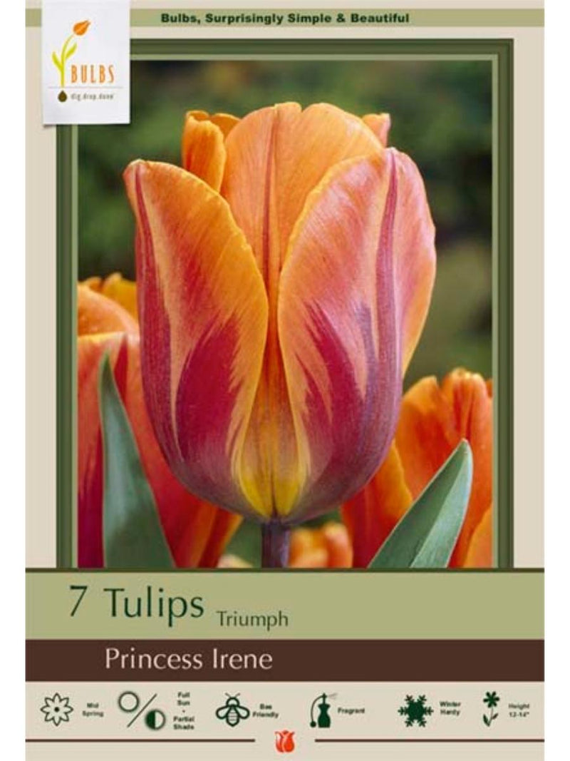 Tulip 'Princess Irene' - Bulb Pack