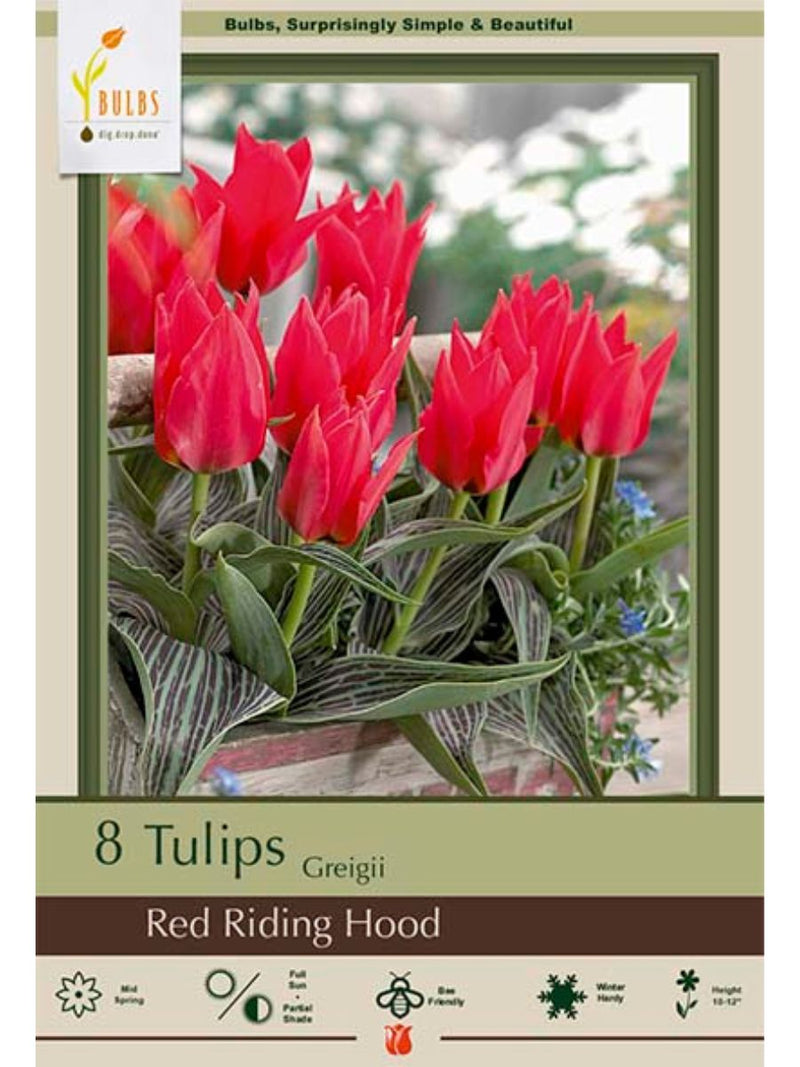 Tulip 'Red Riding Hood' - Bulb Pack