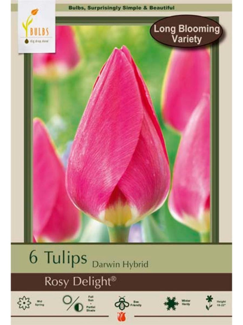 Tulip 'Rosy Delight' - Bulb Pack