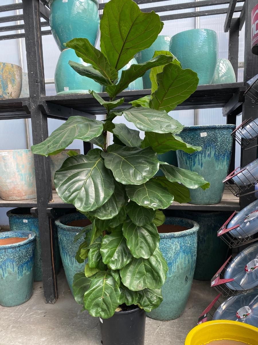 Ficus Lyrata ‘Fiddle Leaf Fig’ Bush 14”