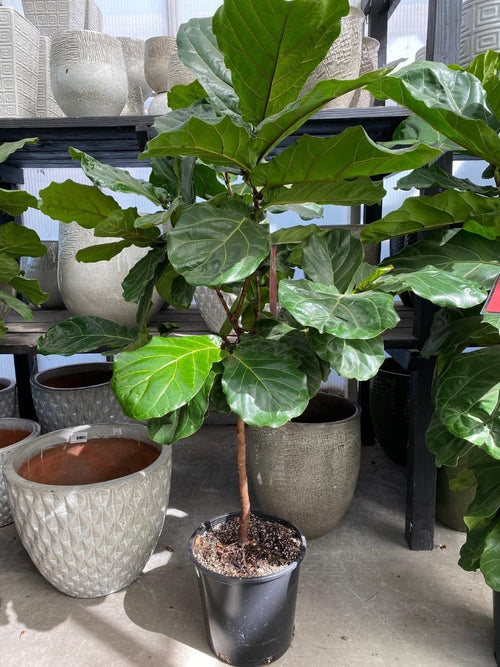Ficus Lyrata Everglades Standard 14"