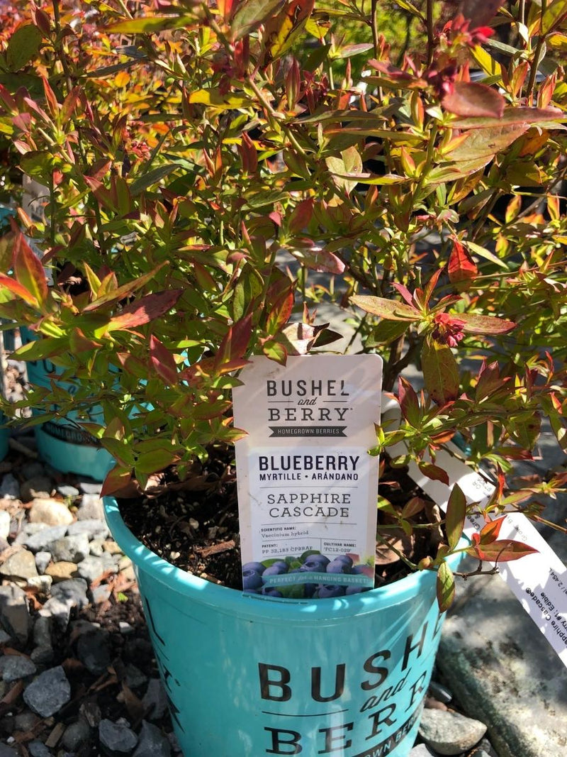 Blueberry 'Sapphire Cascade'