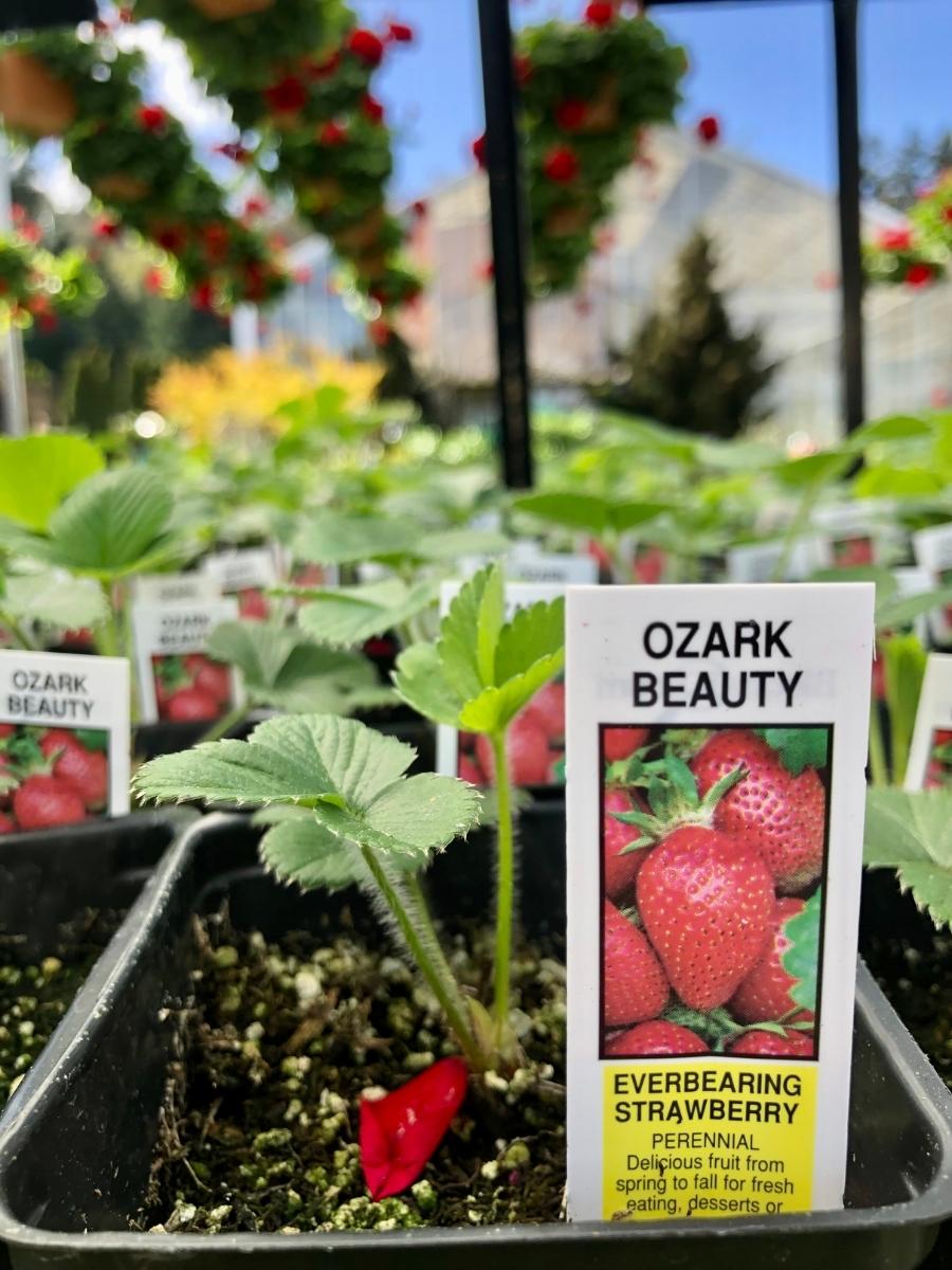 Strawberry Everbearing 'Ozark Beauty' 4