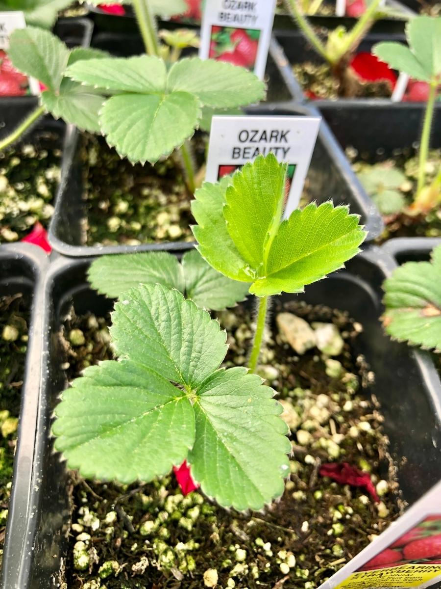 Strawberry Everbearing 'Ozark Beauty' 4