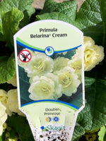 Primula Belarina 'Cream' Qt