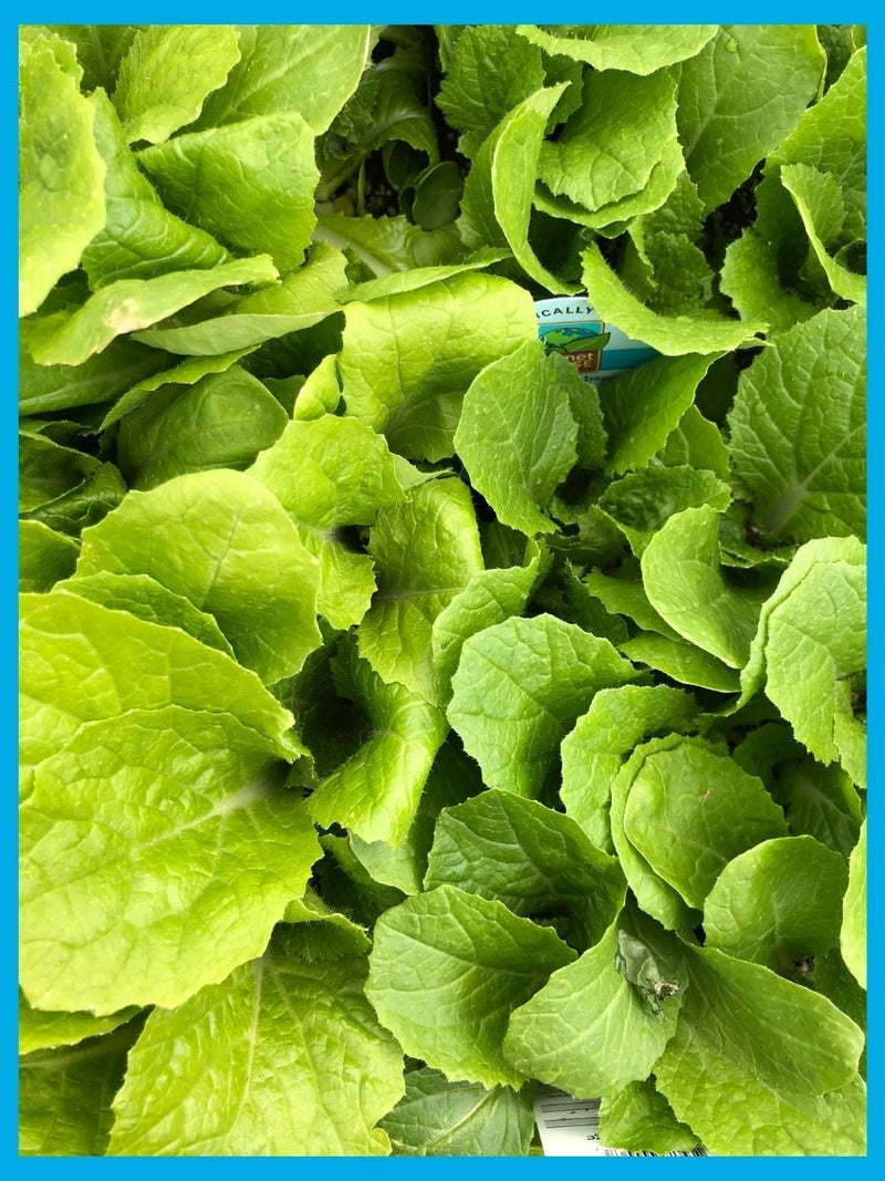 Organic Jumbo Pack | Green Cabbage