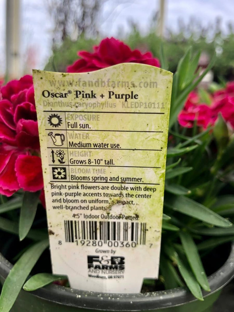 Dianthus Oscar Pink & Purple Qt