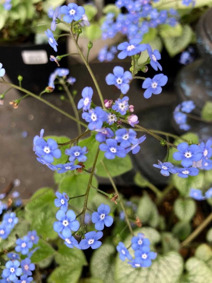 Heartleaf Brunnera ‘Jack Frost’ 1G