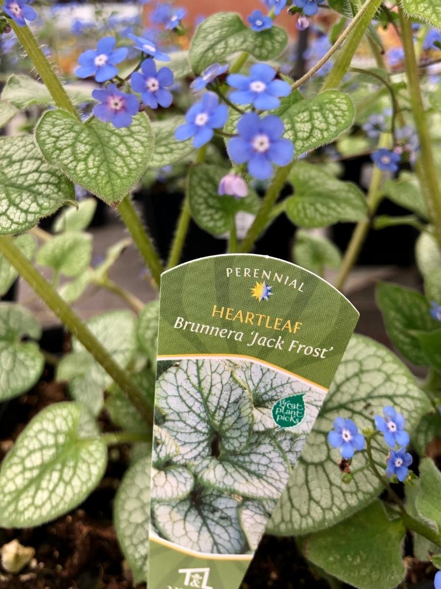 Heartleaf Brunnera ‘Jack Frost’ 1G