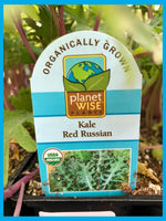 Organic Jumbo Pack | Kale Red Russian