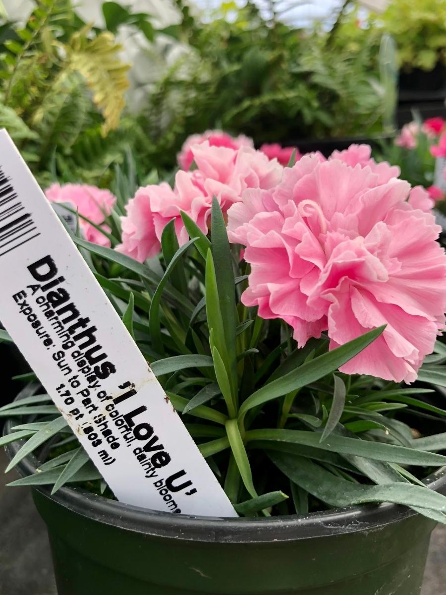 Dianthus 'I Love U' QT