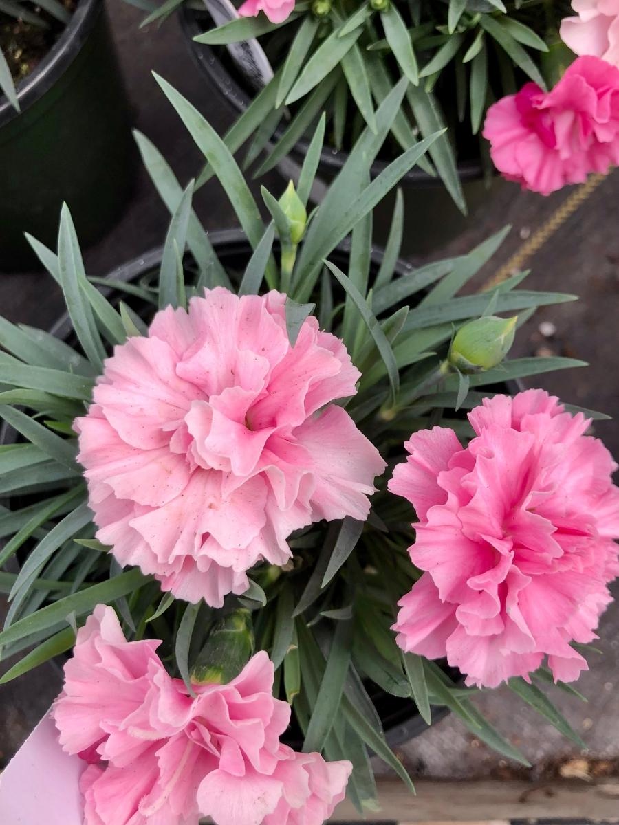 Dianthus 'I Love U' QT