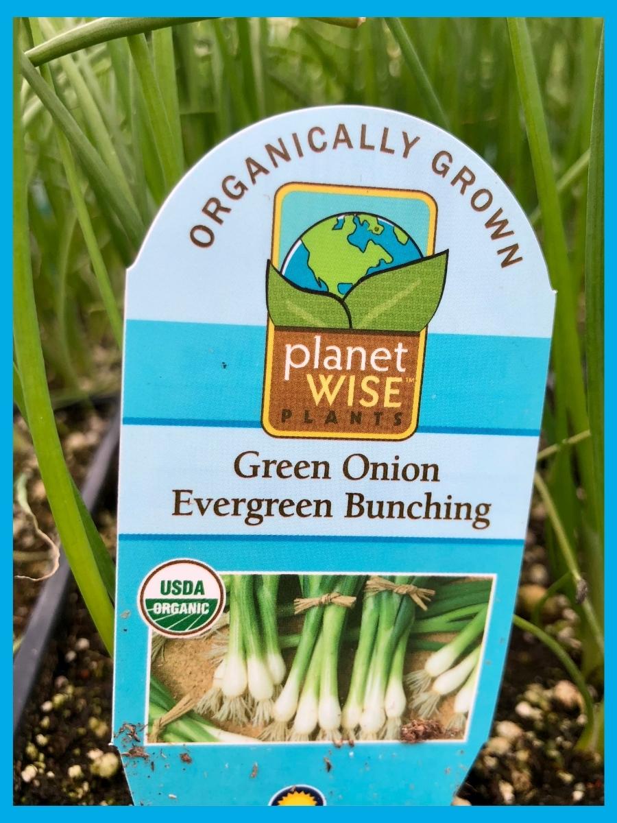 Organic Jumbo Pack | Green Onion