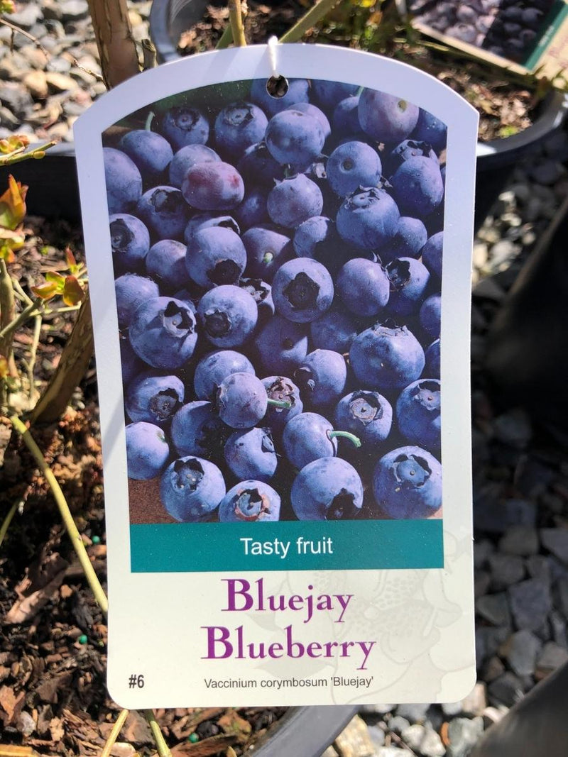 Blueberry 'BlueJay'