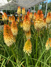 Kniphofia Pyromania® 'Hot and Cold' 1G