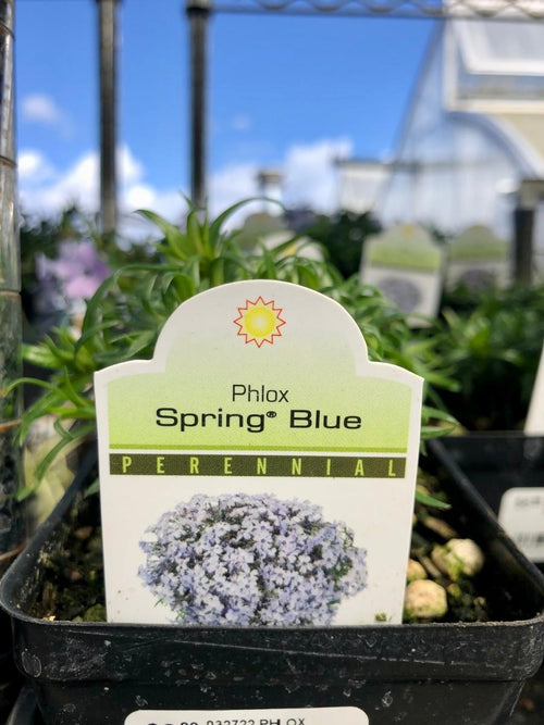 Phlox 'Spring Blue' 4"