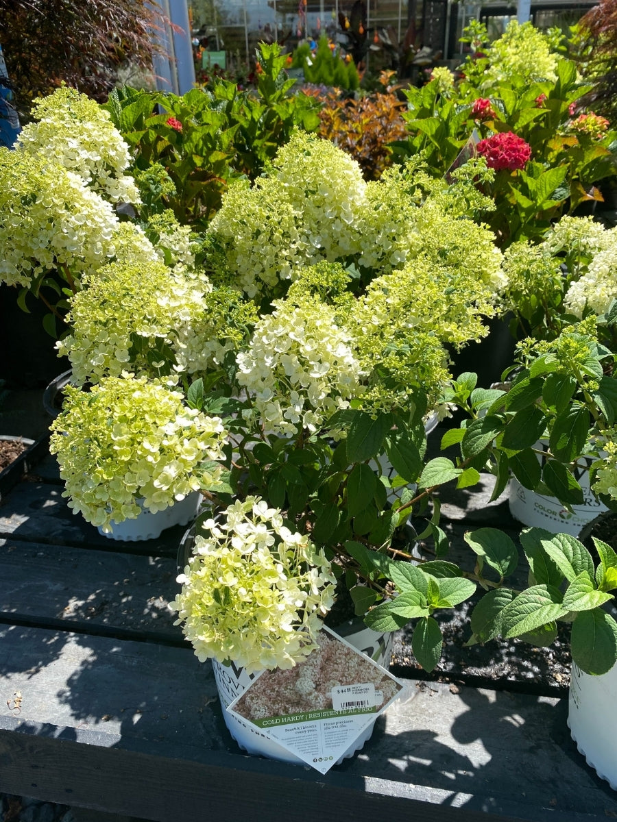 Hydrangea Panicle | Bobo