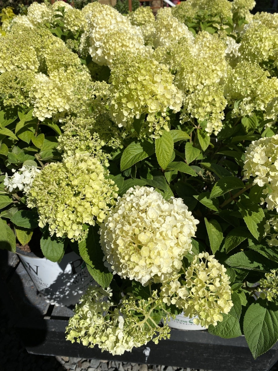 Hydrangea Panicle | Bobo