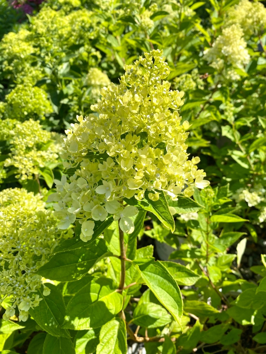 Hydrangea Panicle | Little Lime