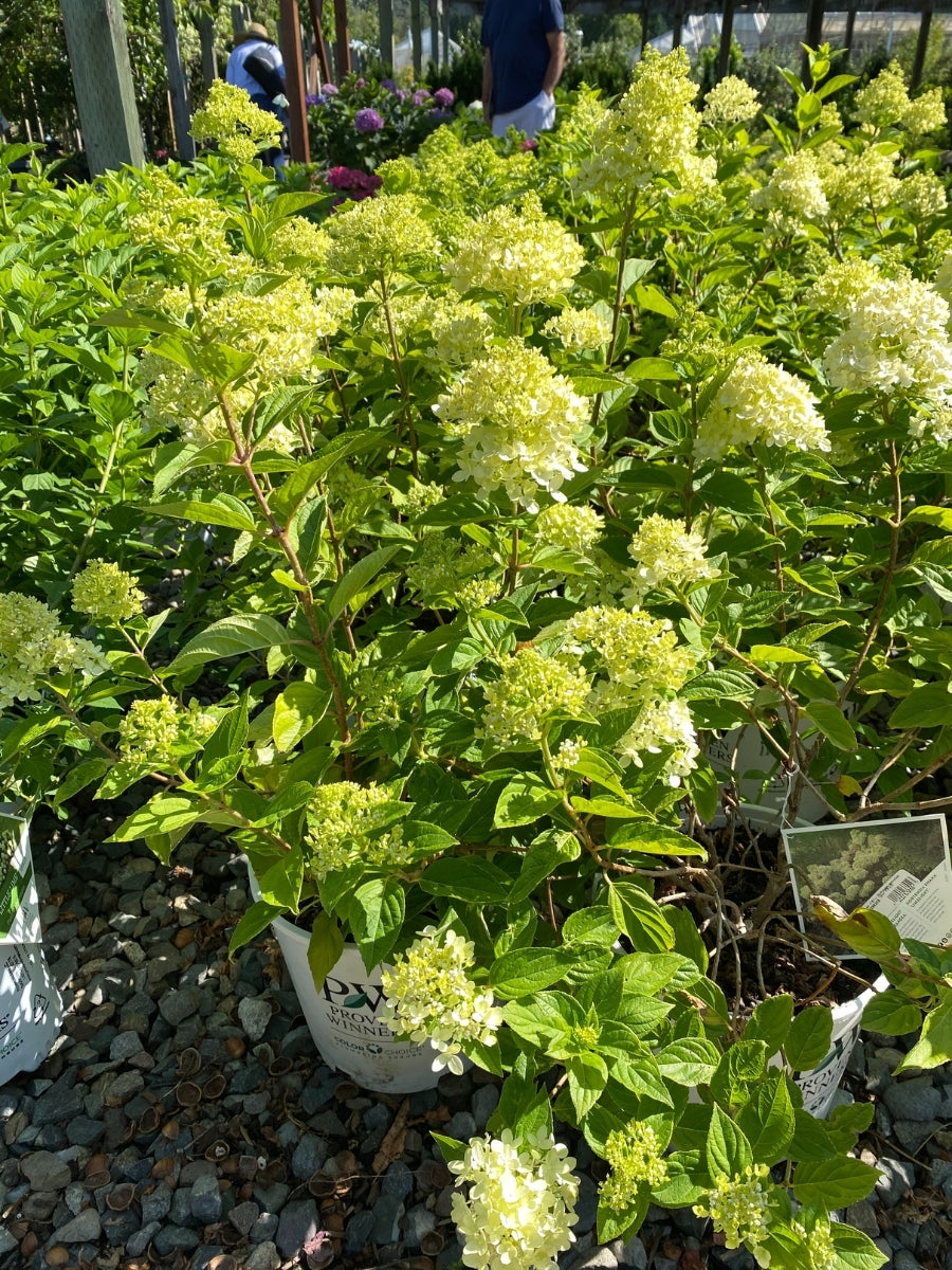 Hydrangea Panicle | Little Lime