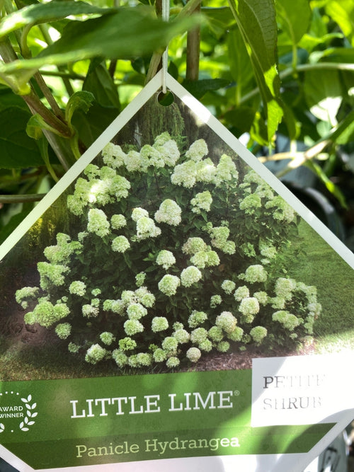 Hydrangea Panicle | Little Lime