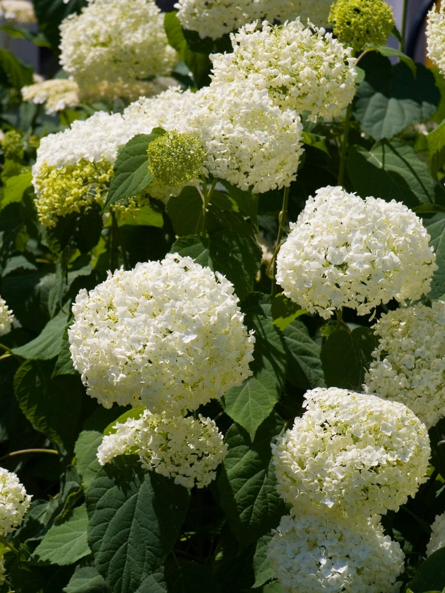 Hydrangea Arborescens | Annabelle