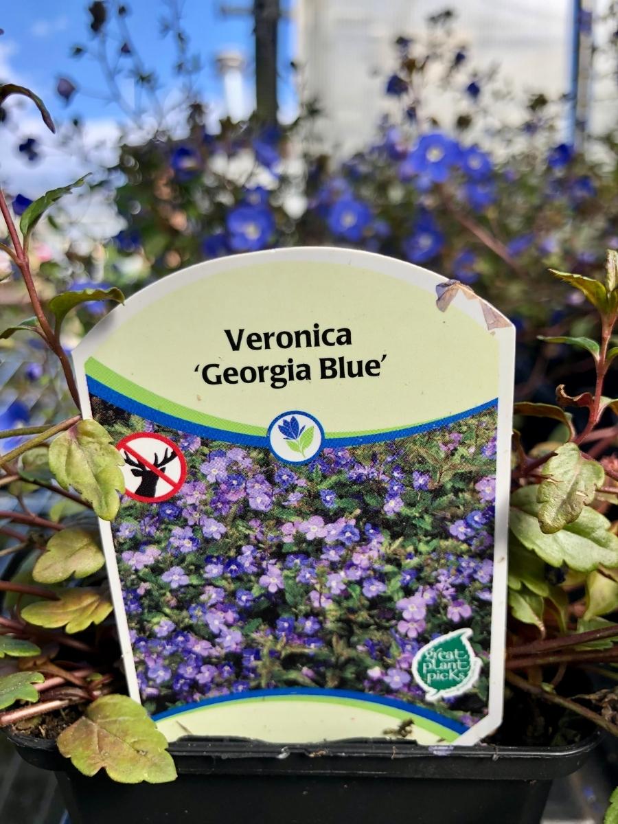 Veronica 'Georgia Blue' 4