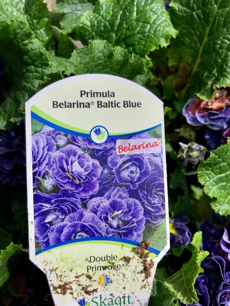 Primula Belarina 'Baltic Blue' Qt.