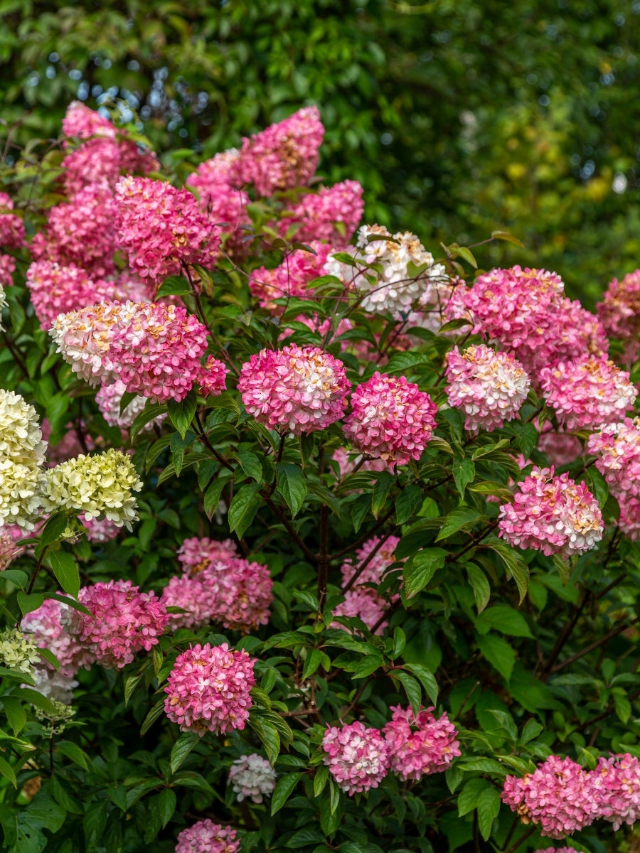 Hydrangea Panicle | Vanilla Strawberry