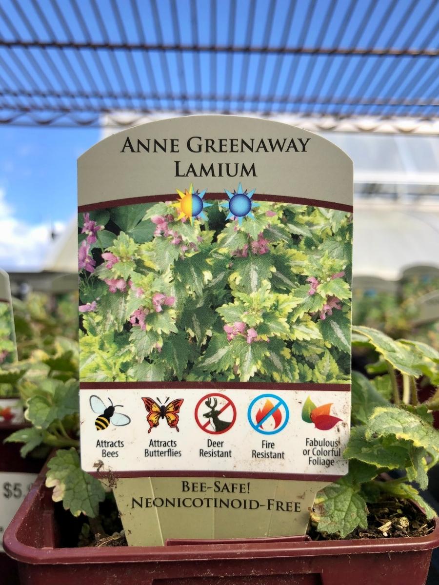 Lamium 'Anne Greenaway'