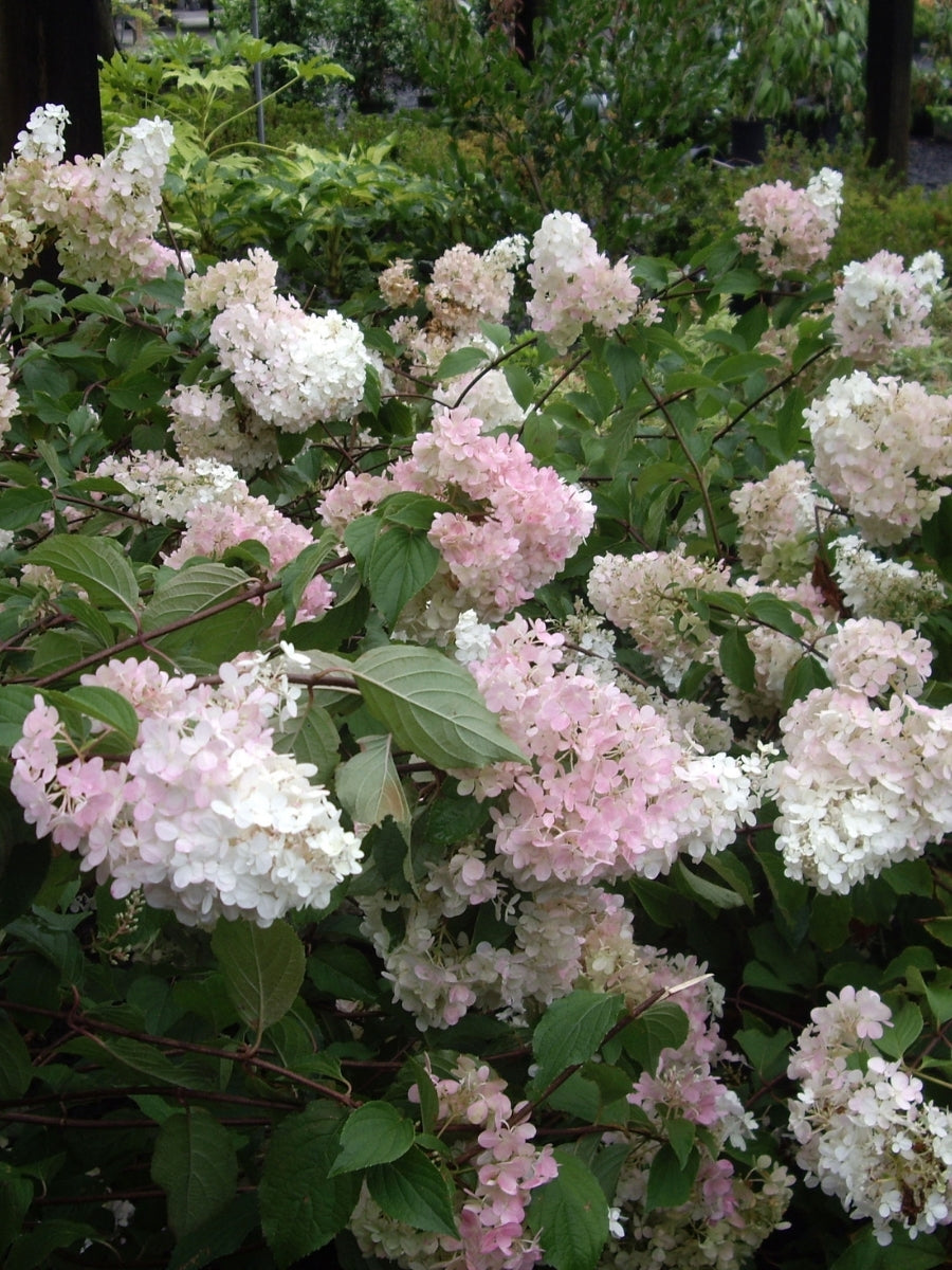 Hydrangea Panicle | Vanilla Strawberry