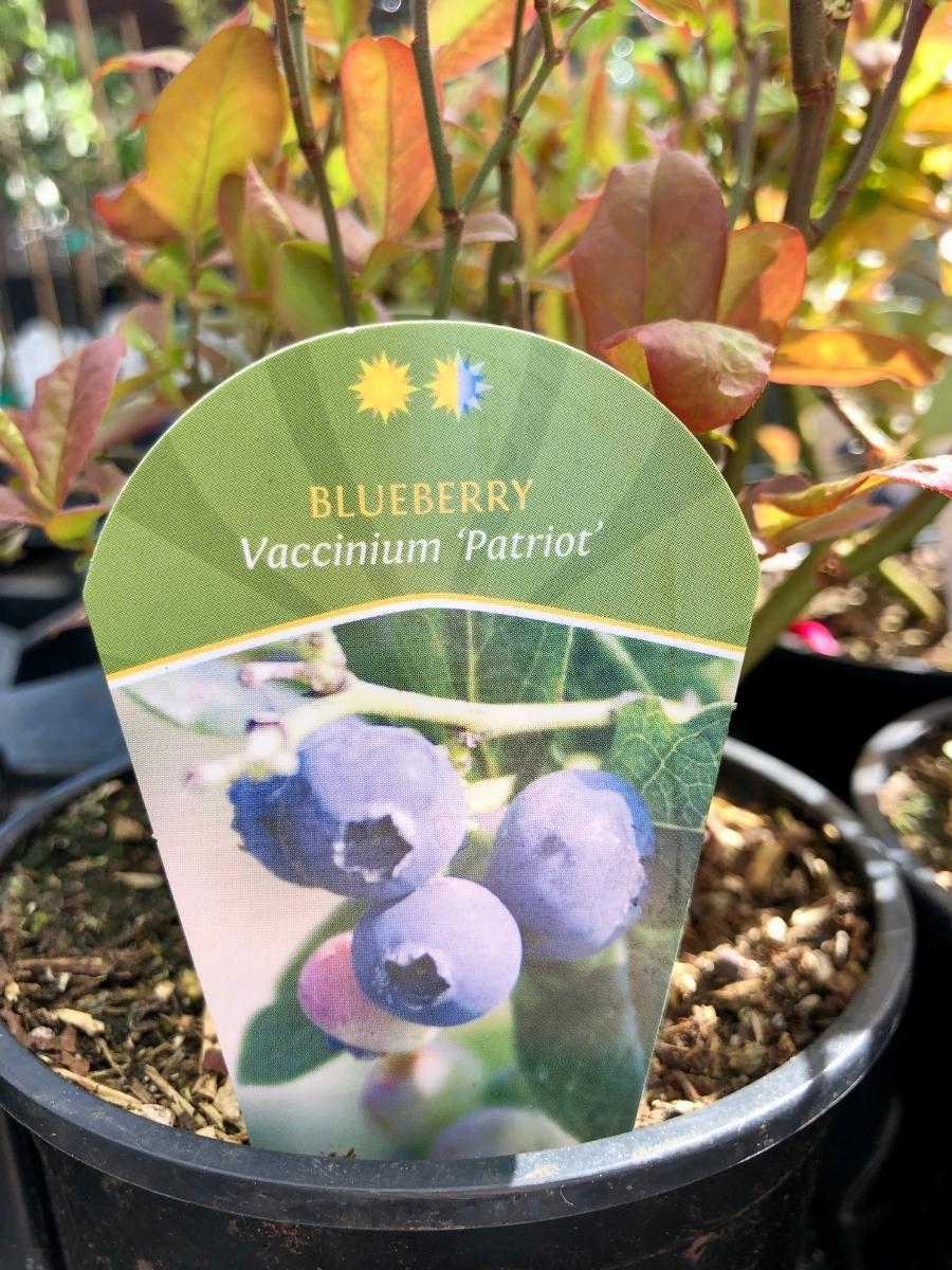 Blueberry 'Patriot'