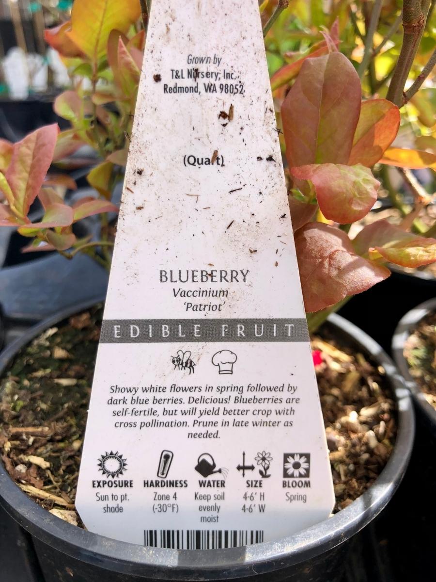 Blueberry 'Patriot'