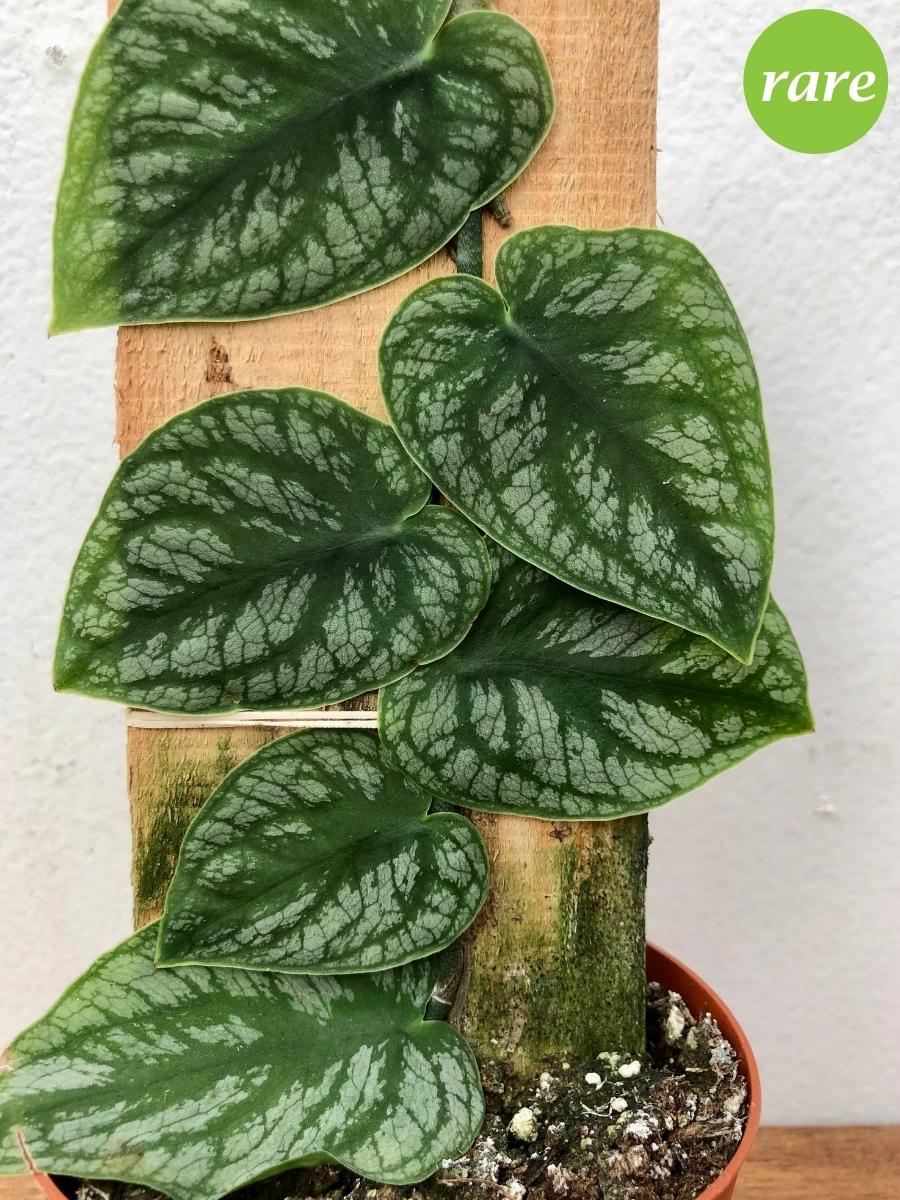 Monstera Dubia Shingle 4