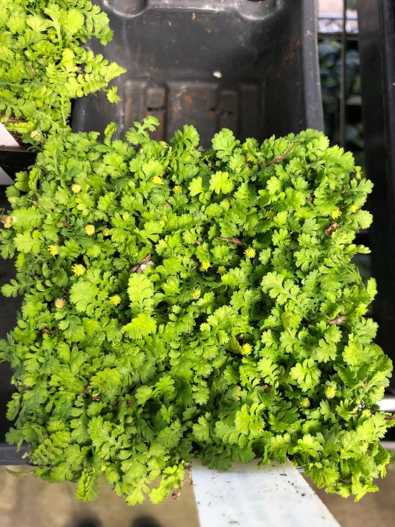 Leptinella Gruveri 4"