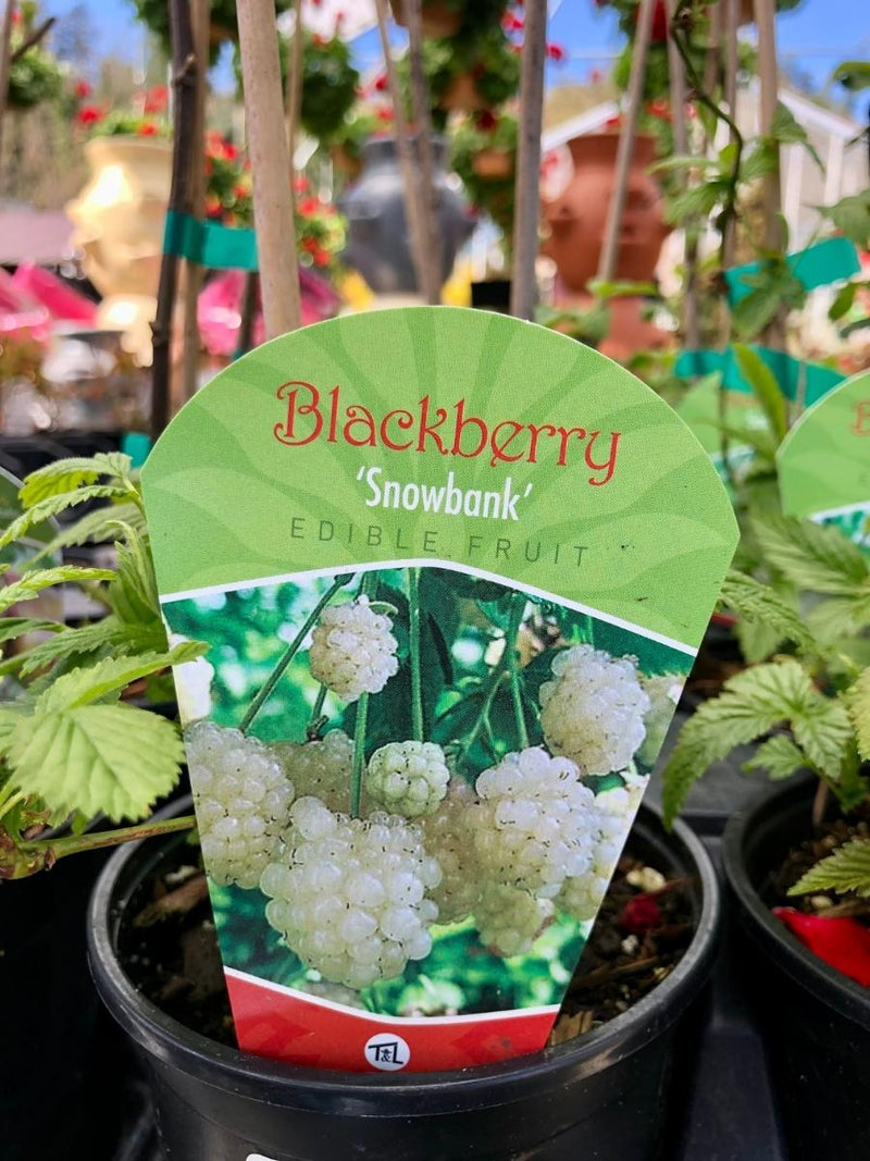 Blackberry 'Snowbank'