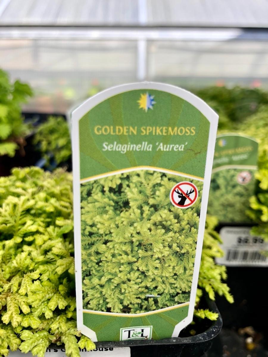 Selaginella Golden Aurea 4