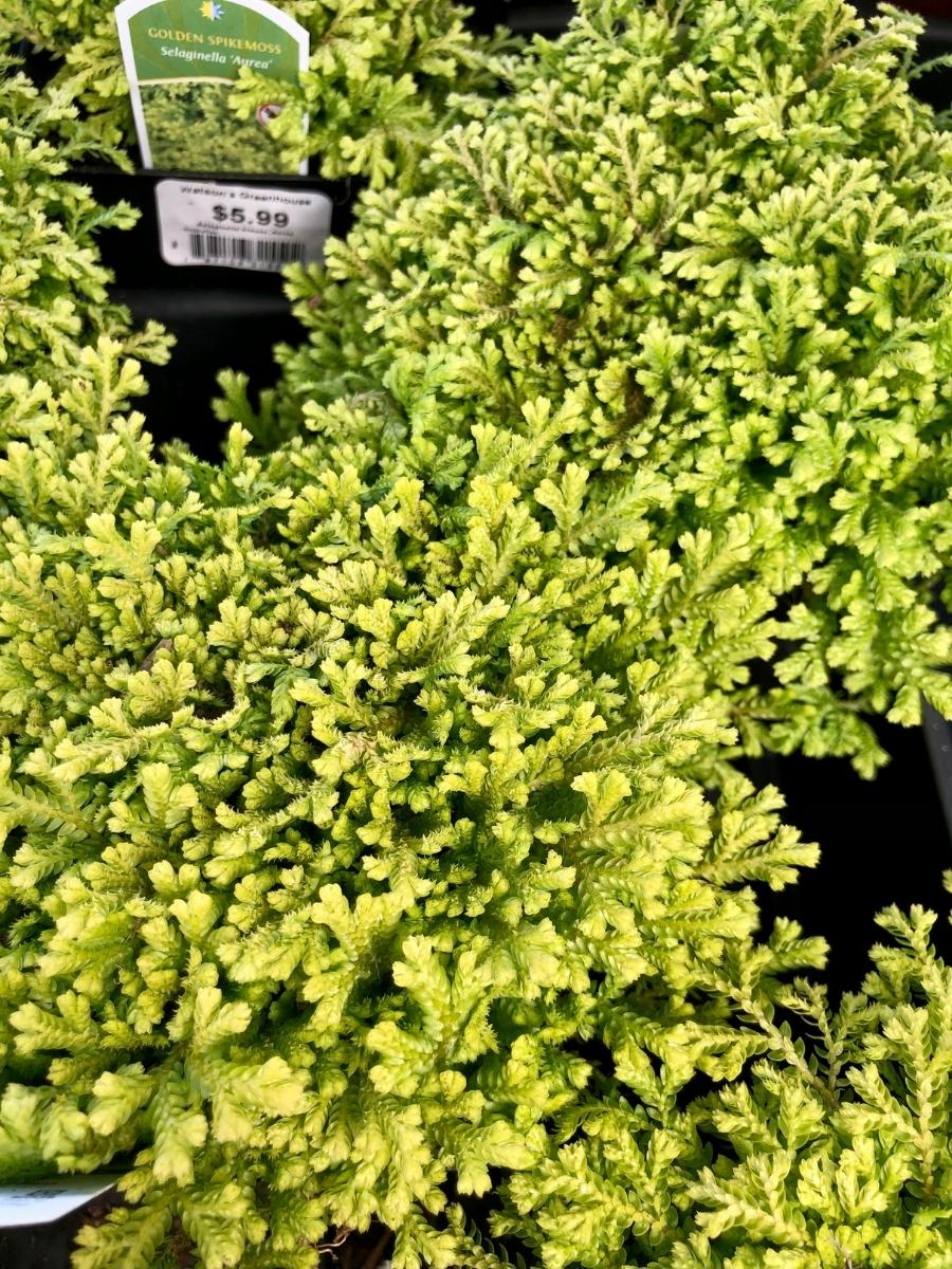 Selaginella Golden Aurea 4