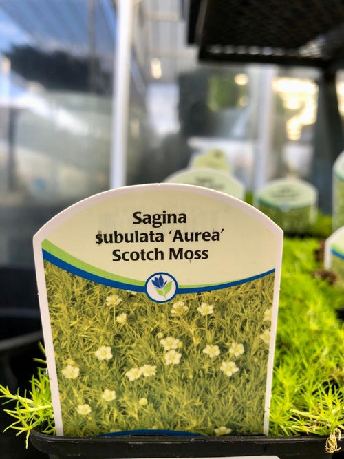 Sagina Scotch Moss 4"