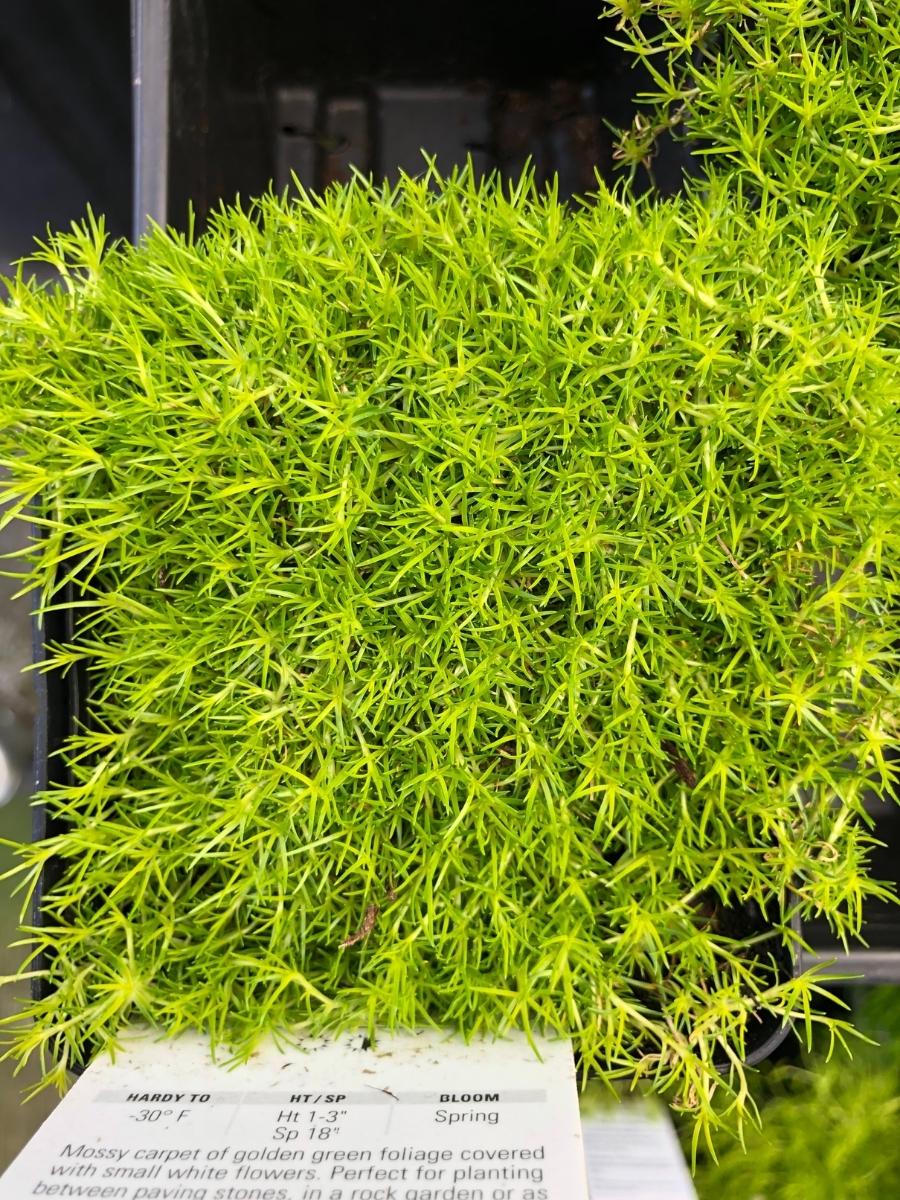 Sagina Scotch Moss 4