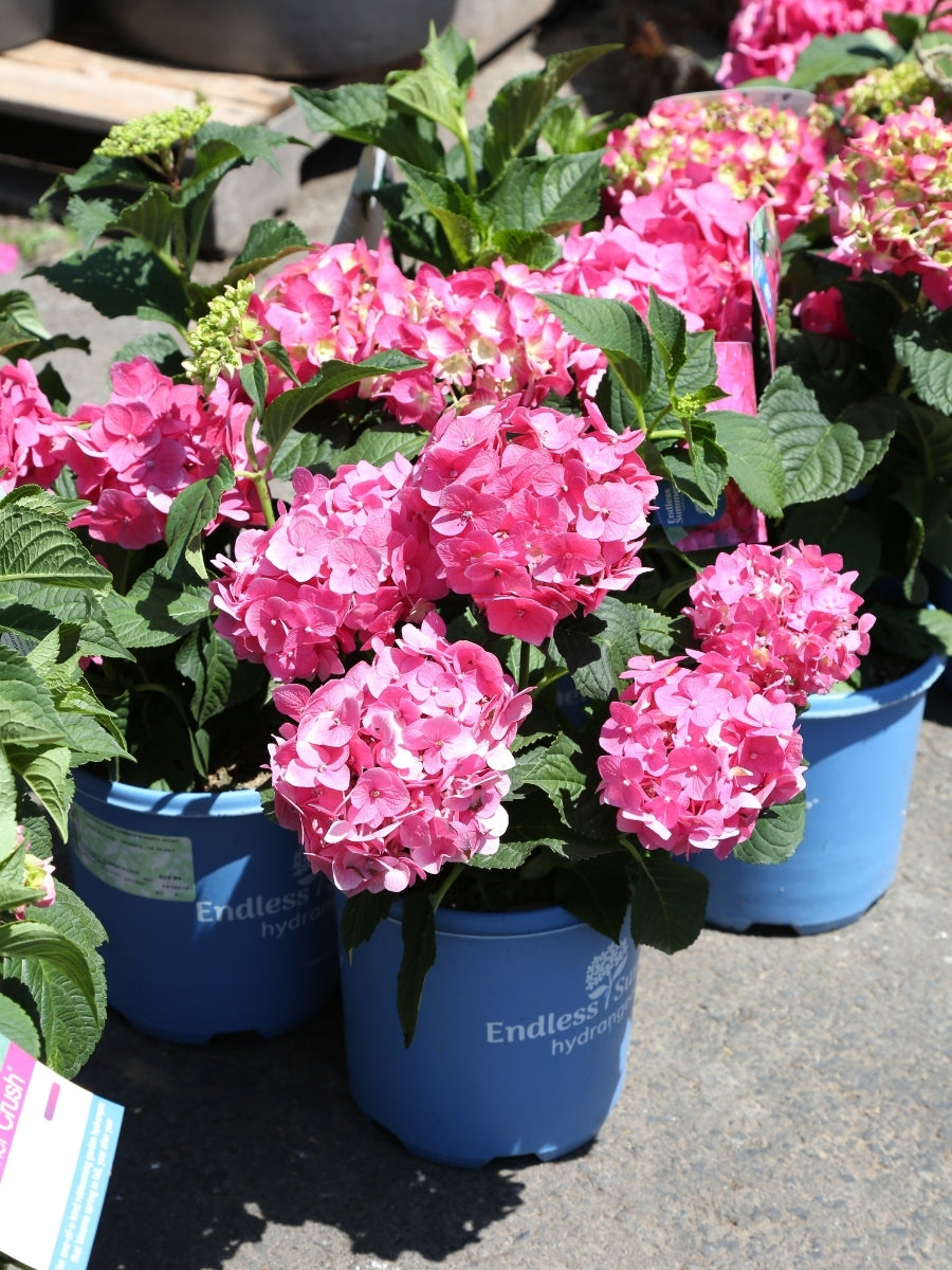 Watson's Greenhouse 