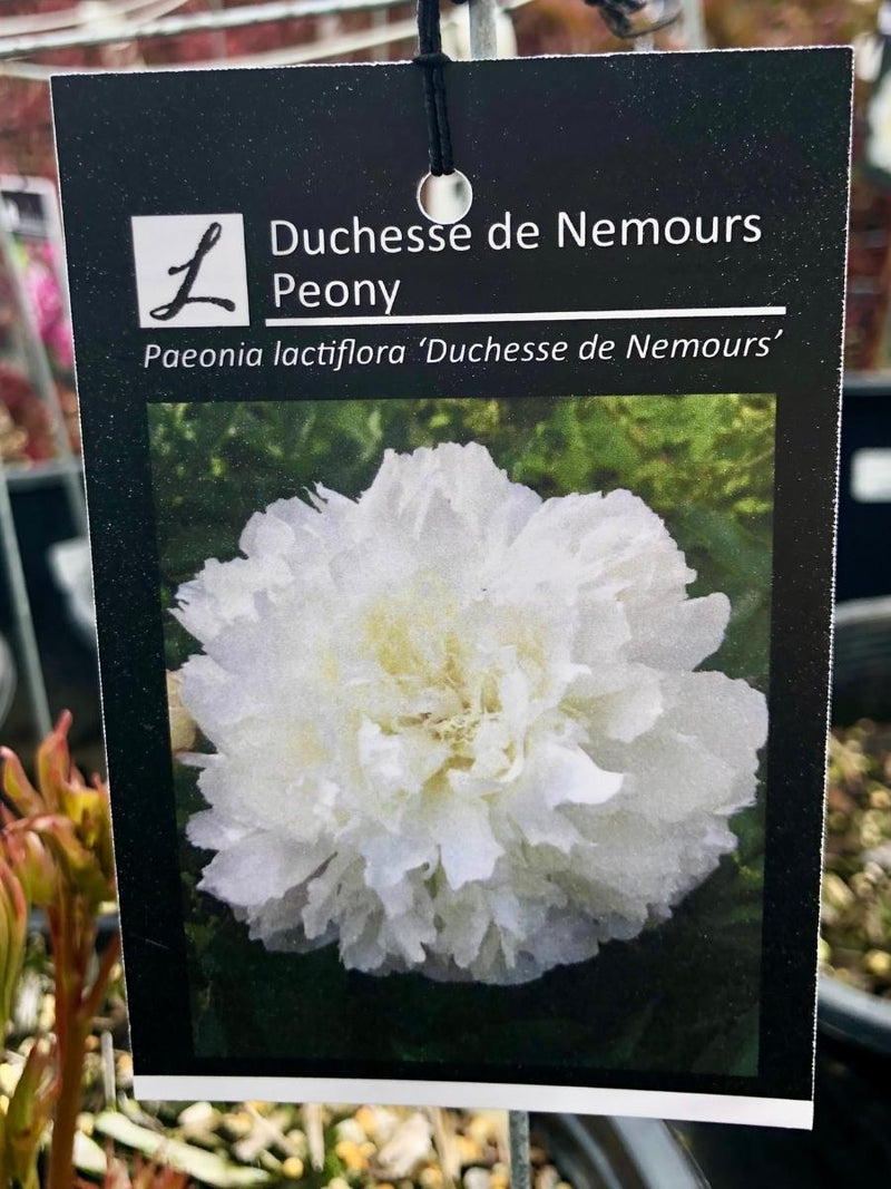 Peony 'Duchesse de Nemours'