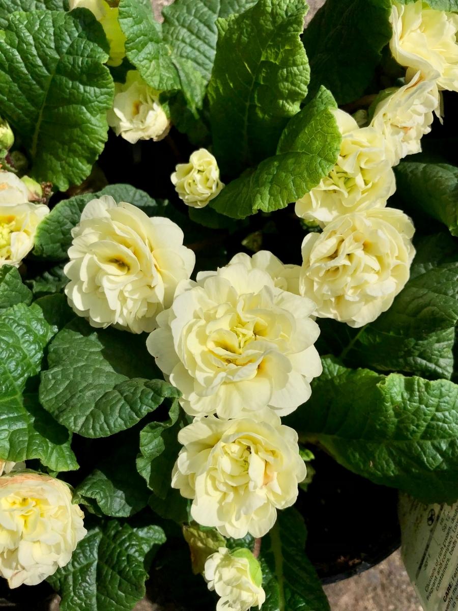 Primula Belarina 'Cream' Qt