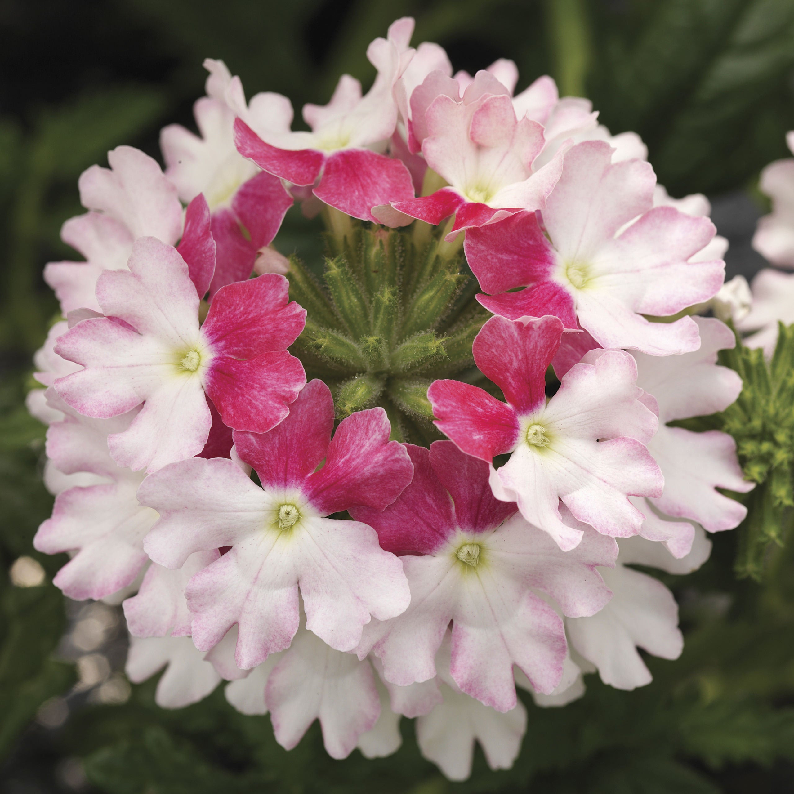 Verbena Lanai® Twister Pink 4