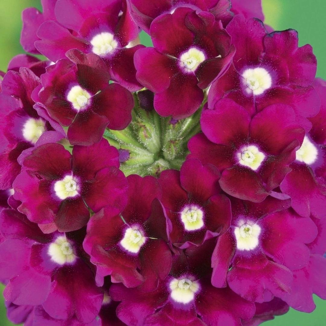 Watson's Greenhouse 