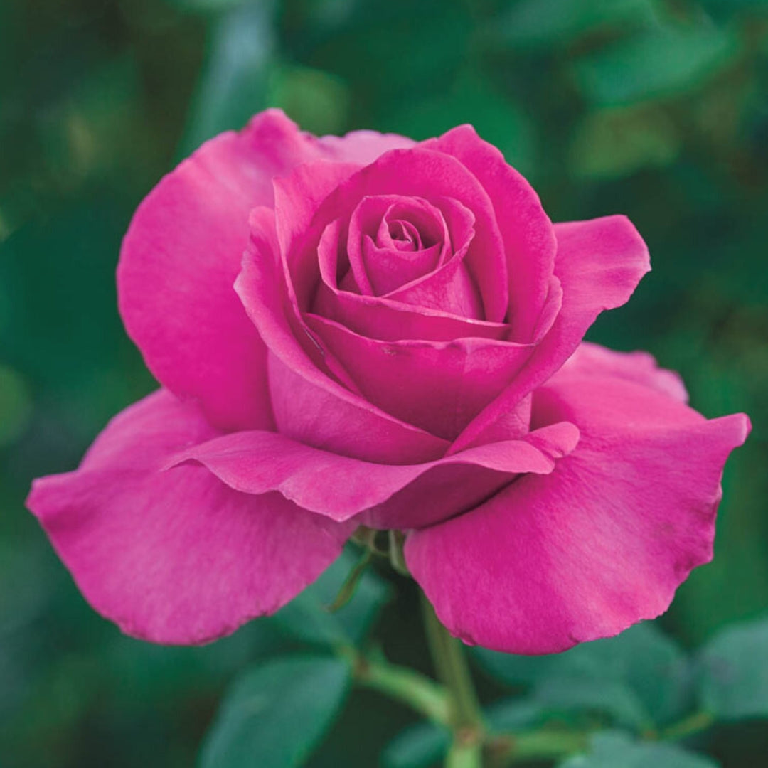 Hybrid Tea | All My Loving