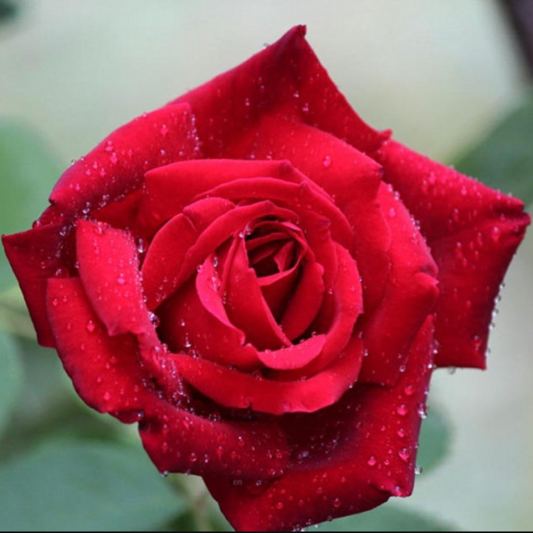 Red Roses – Watson's Greenhouse